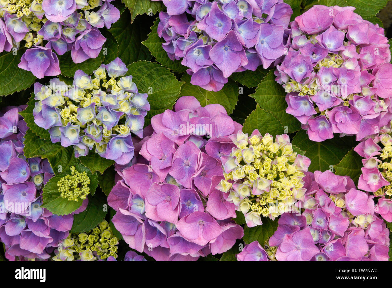 Rosa, viola e blu fiori di ortensie Foto stock - Alamy