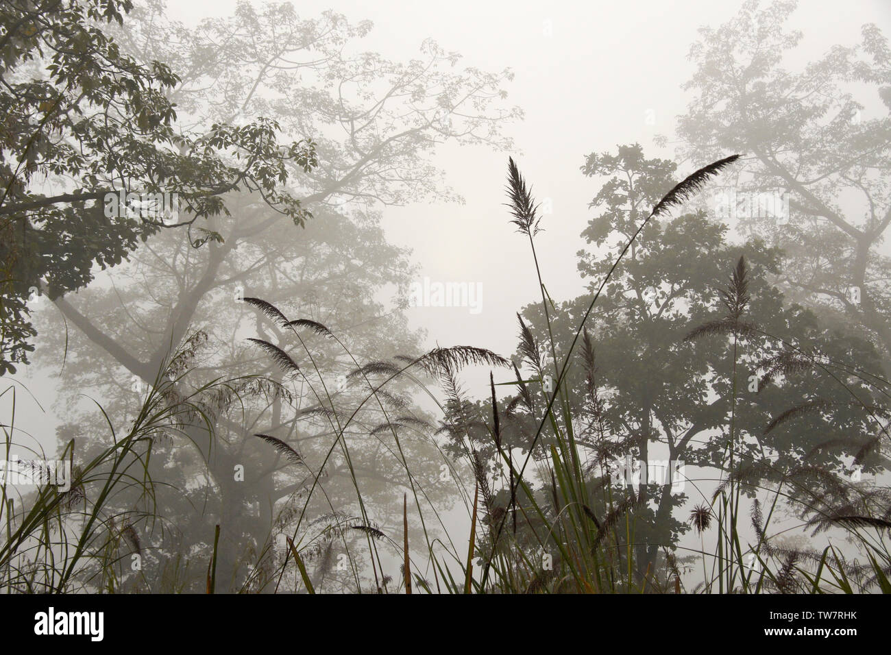 Alberi e erba elefante nella nebbia mattutina, Chitwan il parco nazionale, il Nepal Foto Stock