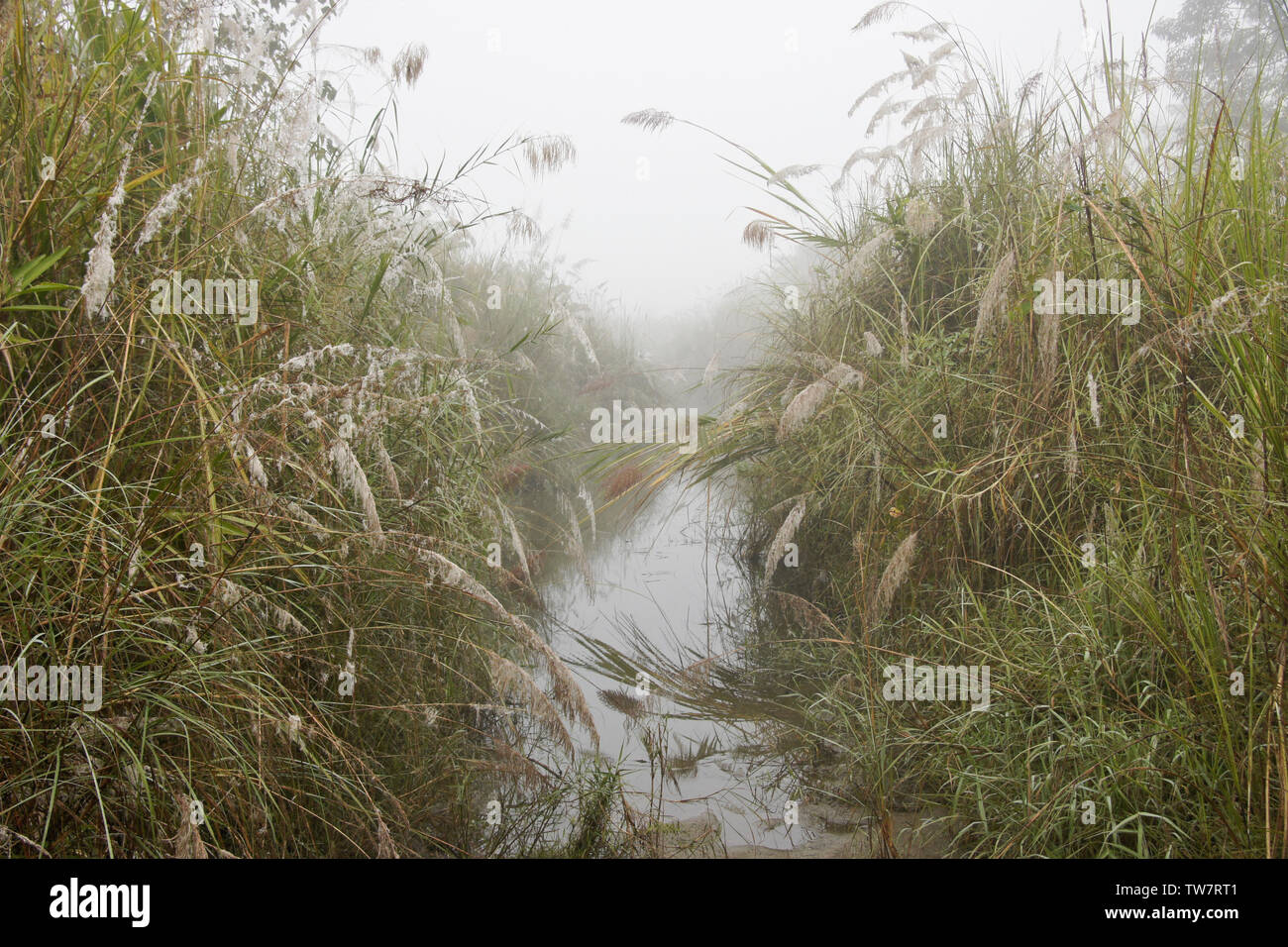Erba elefante nella nebbia mattutina cresce lungo un piccolo canale di acqua, Chitwan il parco nazionale, il Nepal Foto Stock