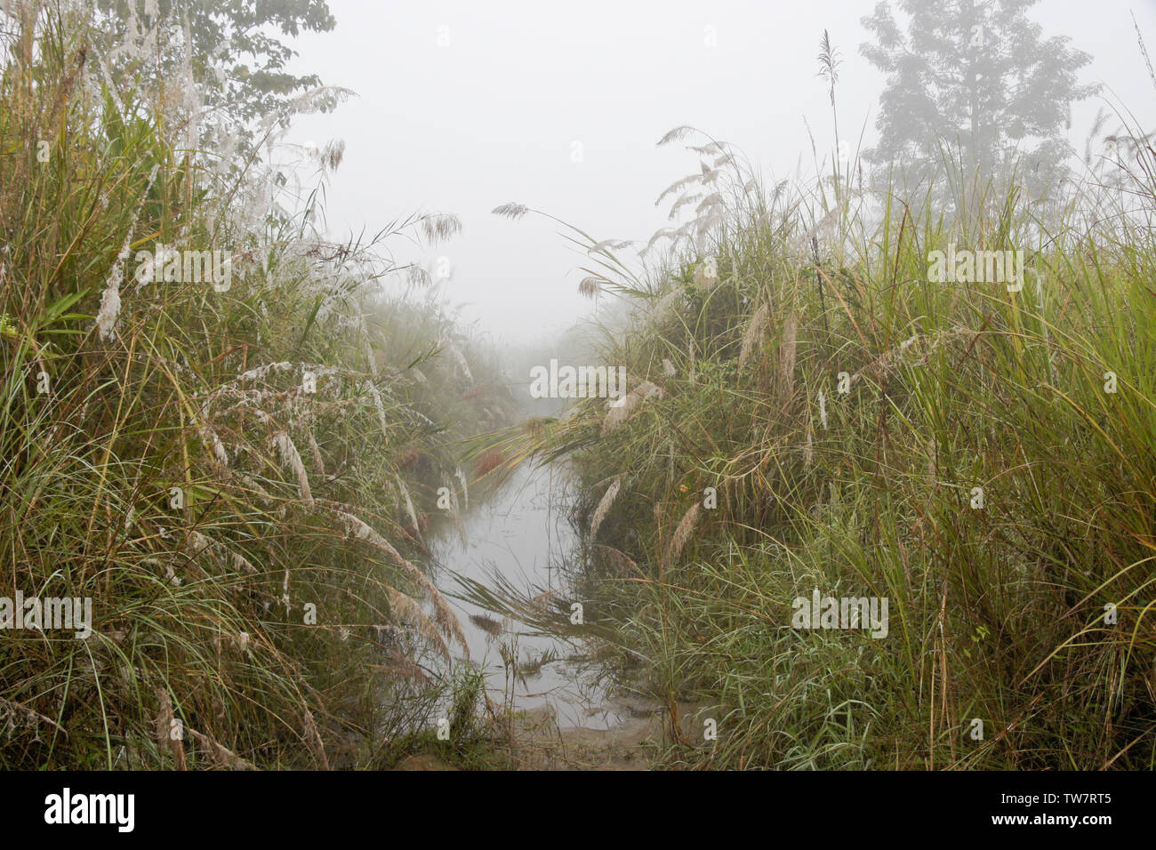 Erba elefante nella nebbia mattutina cresce lungo un piccolo canale di acqua, Chitwan il parco nazionale, il Nepal Foto Stock