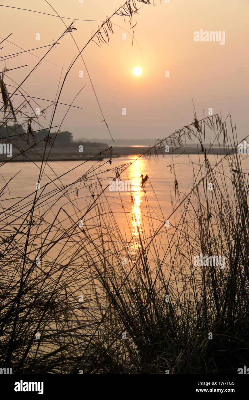 Stagliano erbe lungo il fiume Rapti al tramonto, Chitwan il parco nazionale, il Nepal Foto Stock