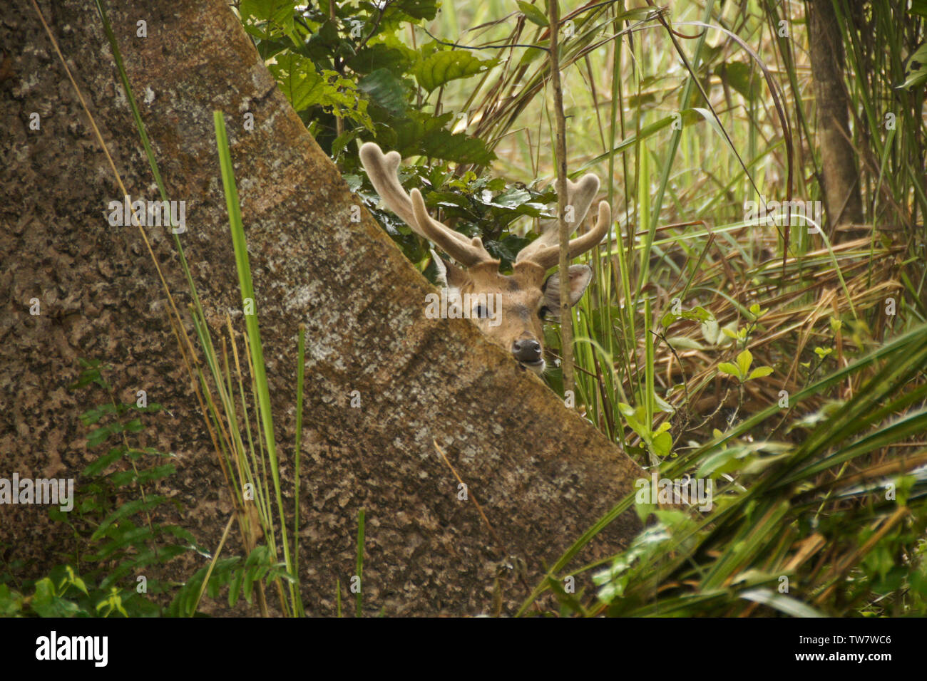 Un maschio di cervo maculato (asse cervi, chital), le sue corna di cervo in velluto, coetanei di dietro a un albero in Chitwan il parco nazionale, il Nepal Foto Stock