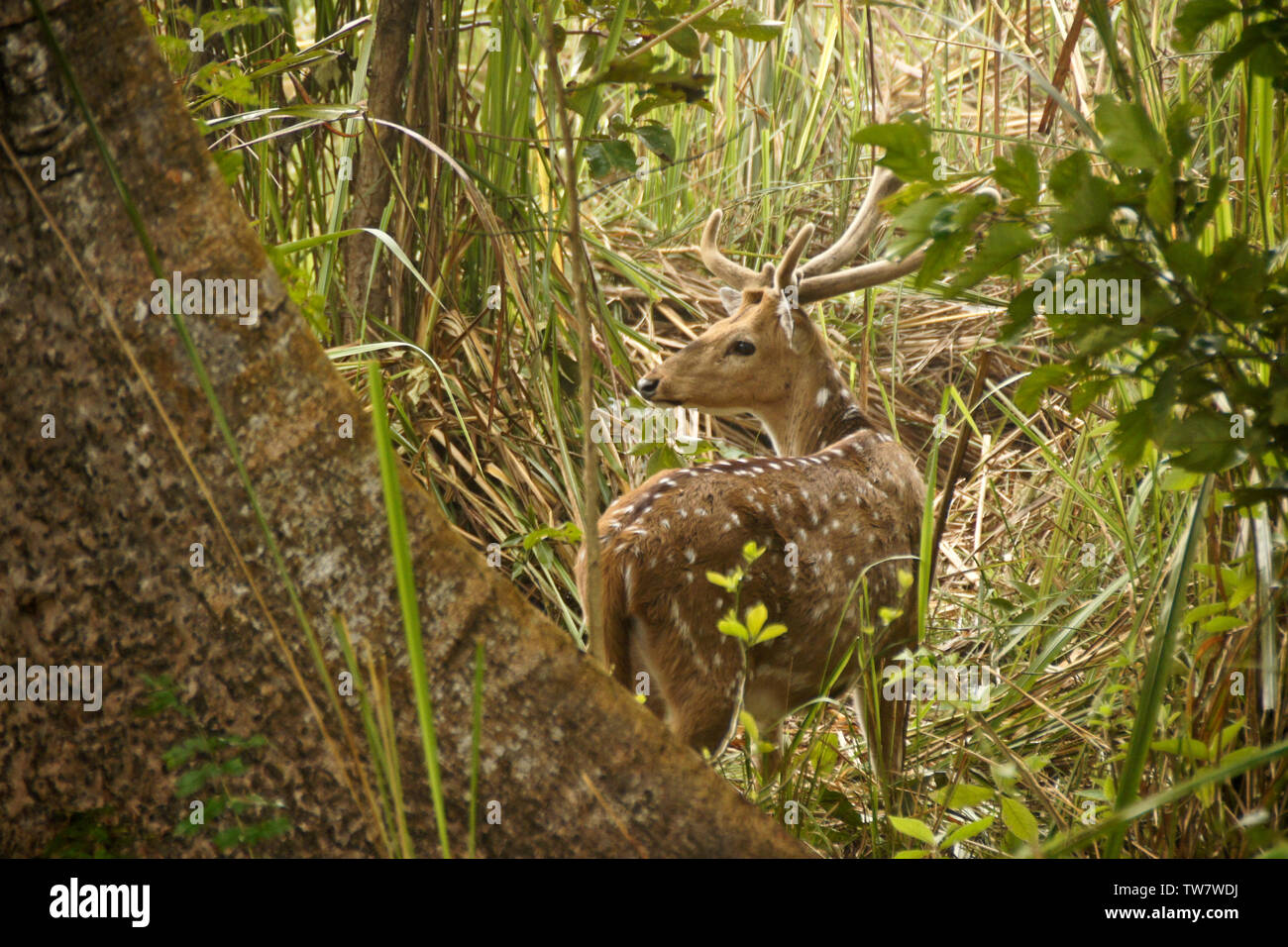 Maschio di cervo maculato (asse cervi, chital) con corna in velluto, Chitwan il parco nazionale, il Nepal Foto Stock