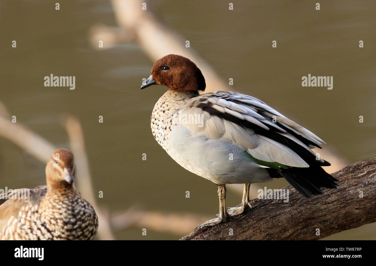 Legno Australiano Duck, Chenonetta jubata, maschio noto anche come un anatra maned o maned goose sul fiume Murray vicino a Echuca Victoria, Australia. Foto Stock