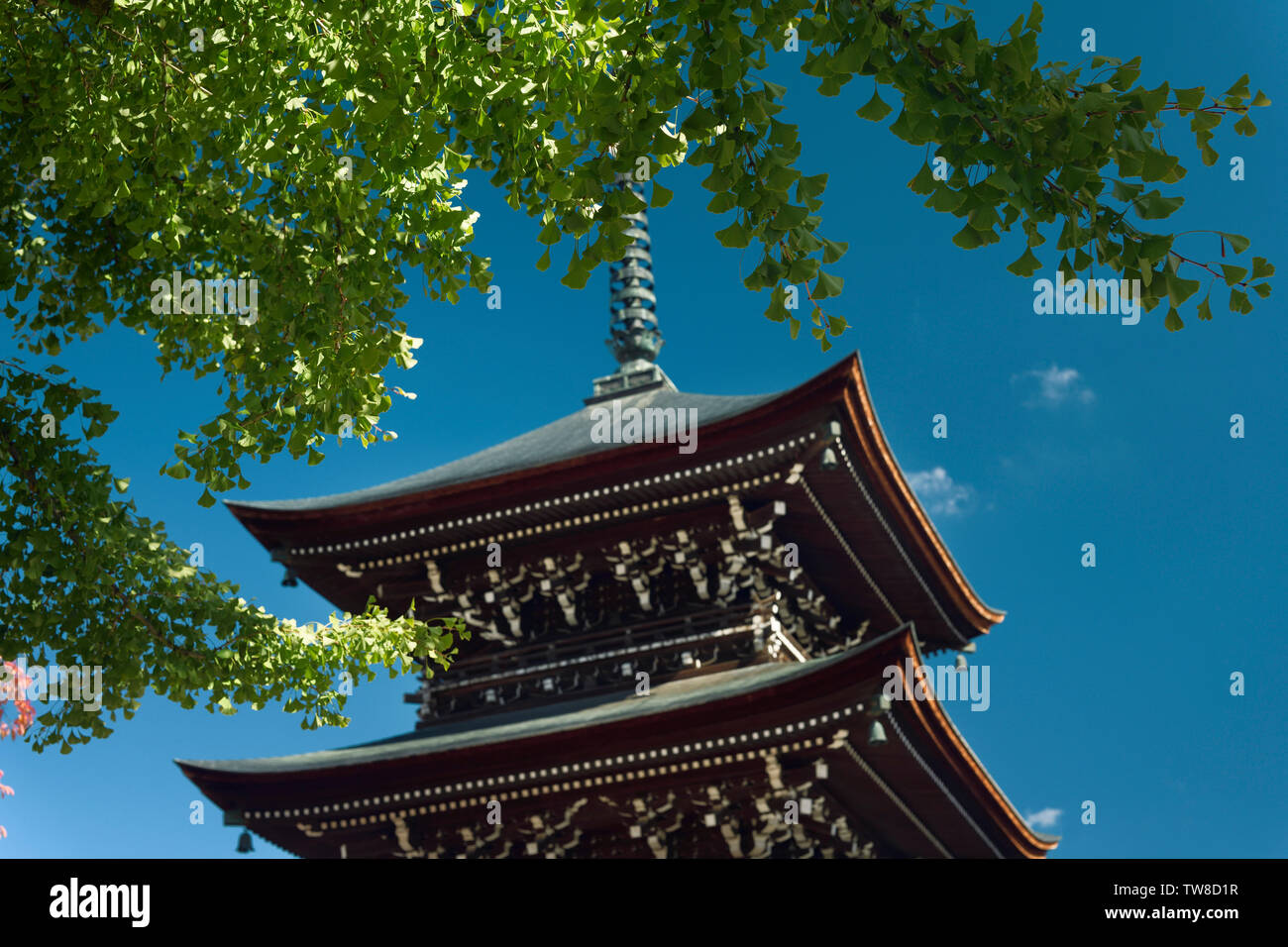 Hida Kokubunji Tempio Pagoda sotto un vecchio albero di Ginkgo oltre il cielo blu nella città di Takayama, Prefettura di Gifu, Giappone. Foto Stock