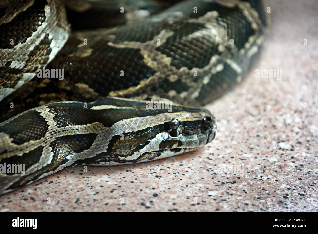 Big python nel terrarium, primo piano Foto Stock
