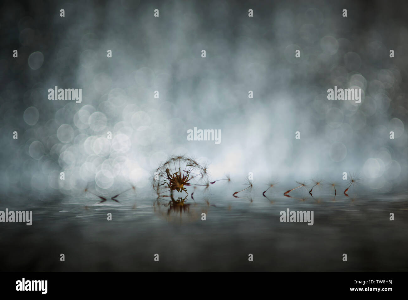 Set di creative foto di dente di leone Foto Stock