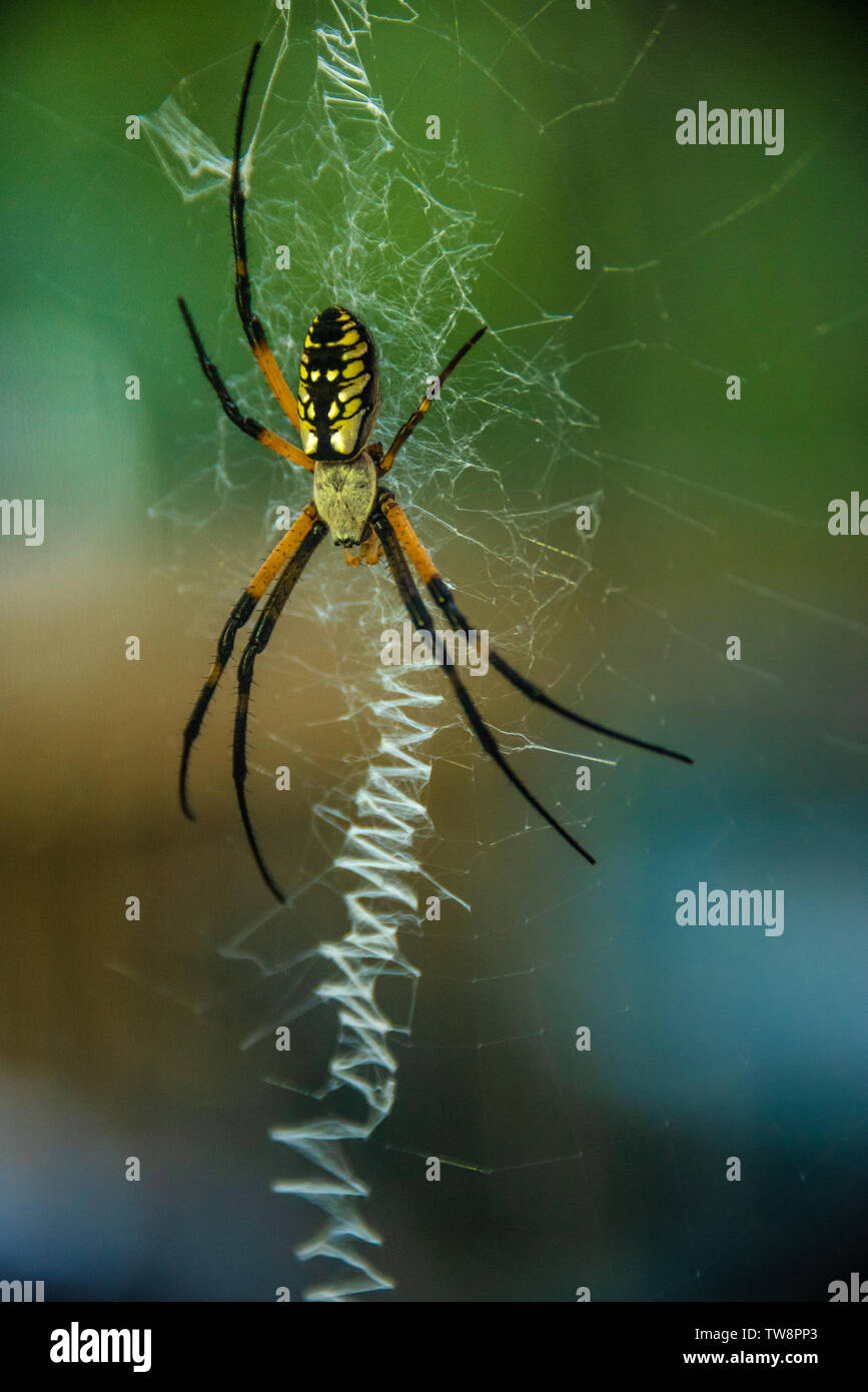 Nero e Giallo giardino spider (Argiope aurantia), noto anche come un ragno di cerniera lampo o la scrittura di ragno. Foto Stock