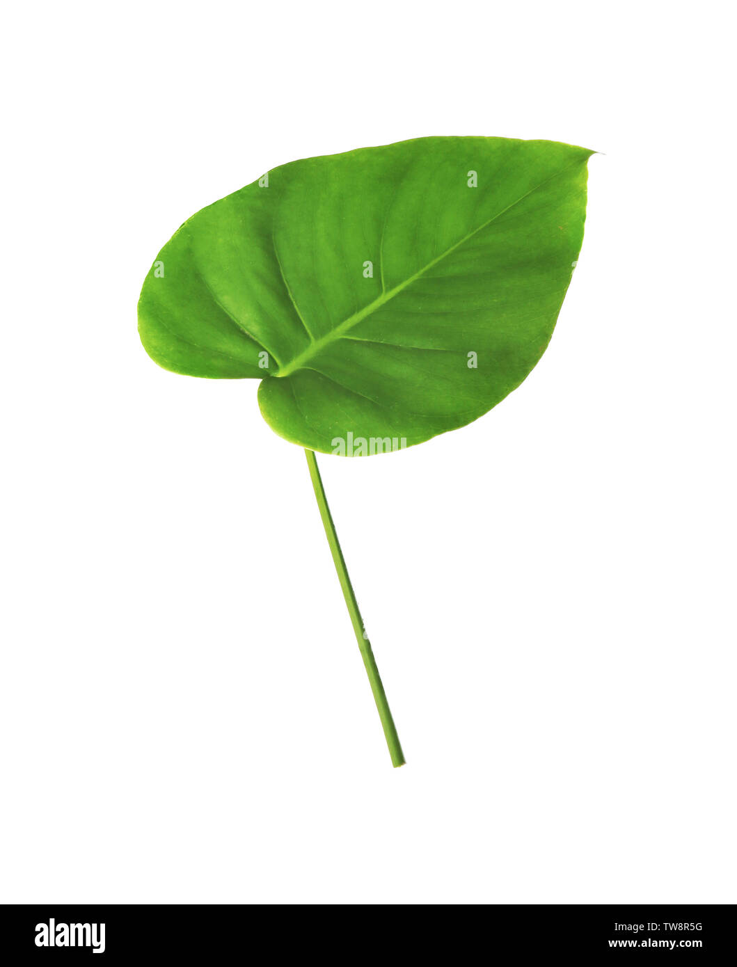 Verde foglia di monstera tropicale isolata su bianco Foto Stock