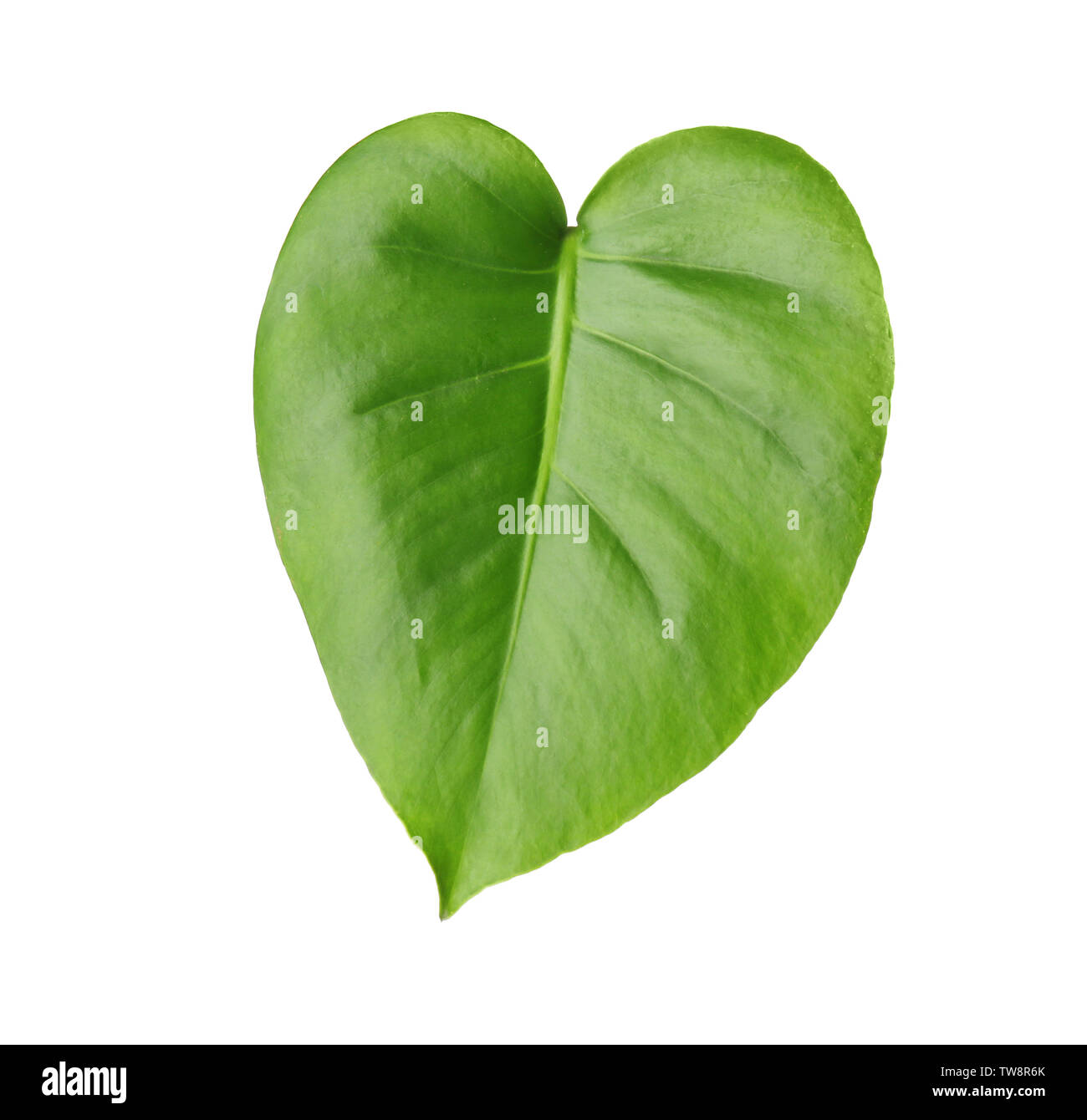 Verde foglia di monstera tropicale isolata su bianco Foto Stock