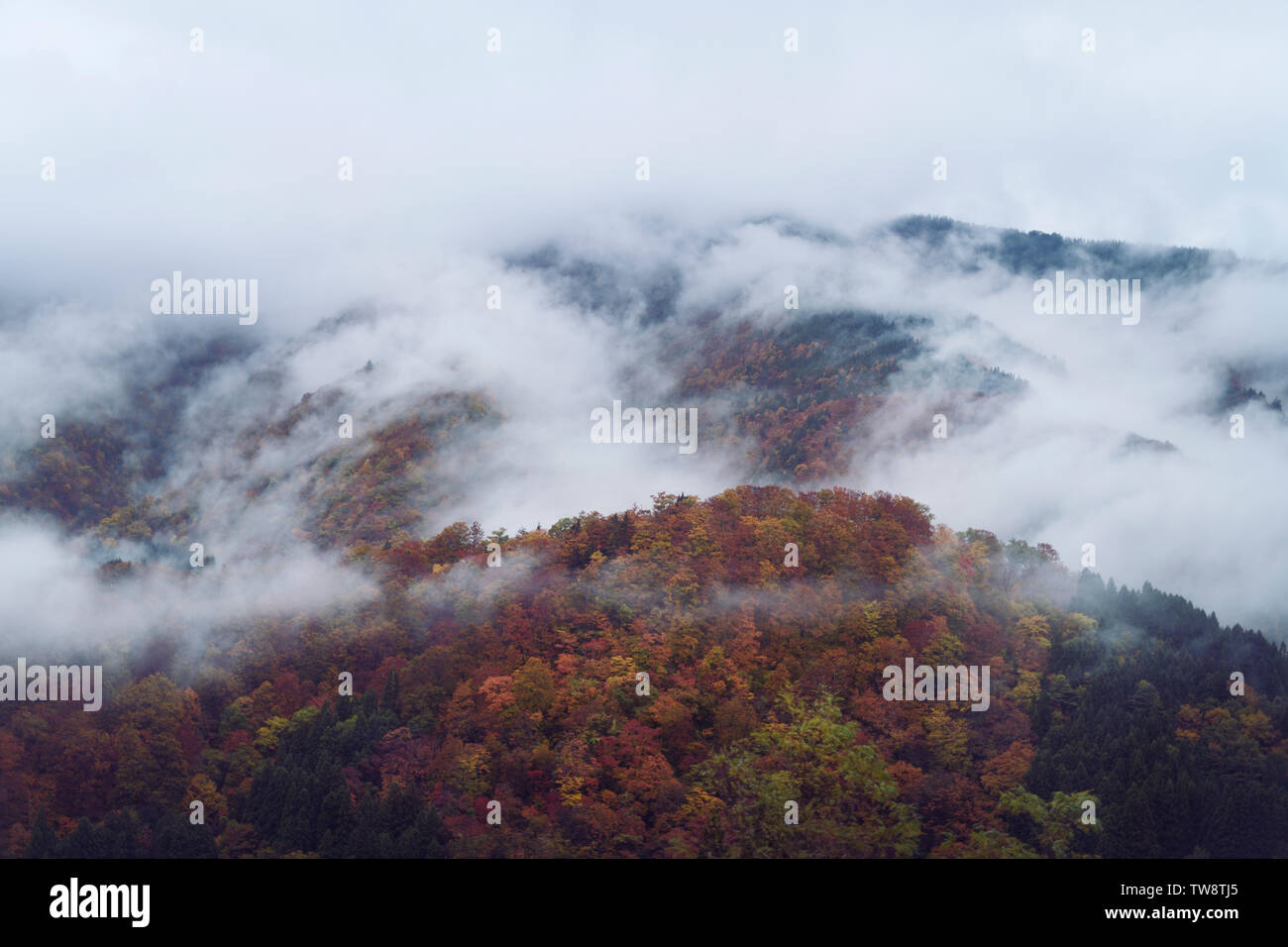 Colline coperte di collezione autunno gli alberi e la nebbia di mattina, bella antenna astratto paesaggio naturale. Shirakawa, Gifu, Giappone. Foto Stock