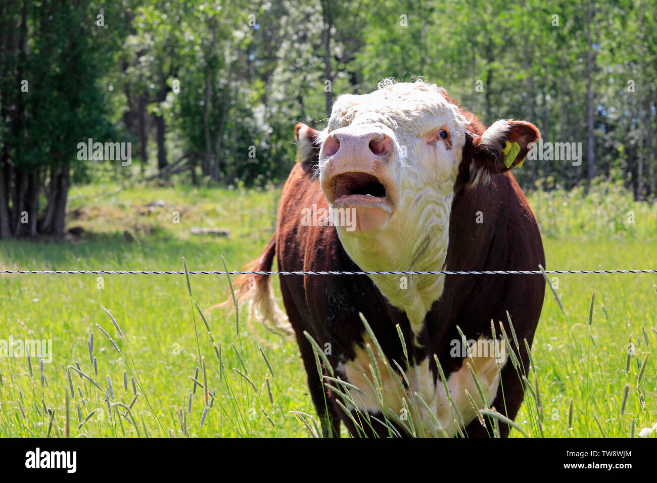 Sconvolto e arrabbiato Hereford bull muggito nella sua penna in una giornata di sole dell'estate. Foto Stock