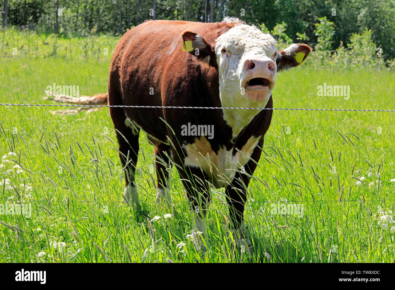 Sconvolto e arrabbiato Hereford bull muggito nella sua penna in una giornata di sole dell'estate. Foto Stock
