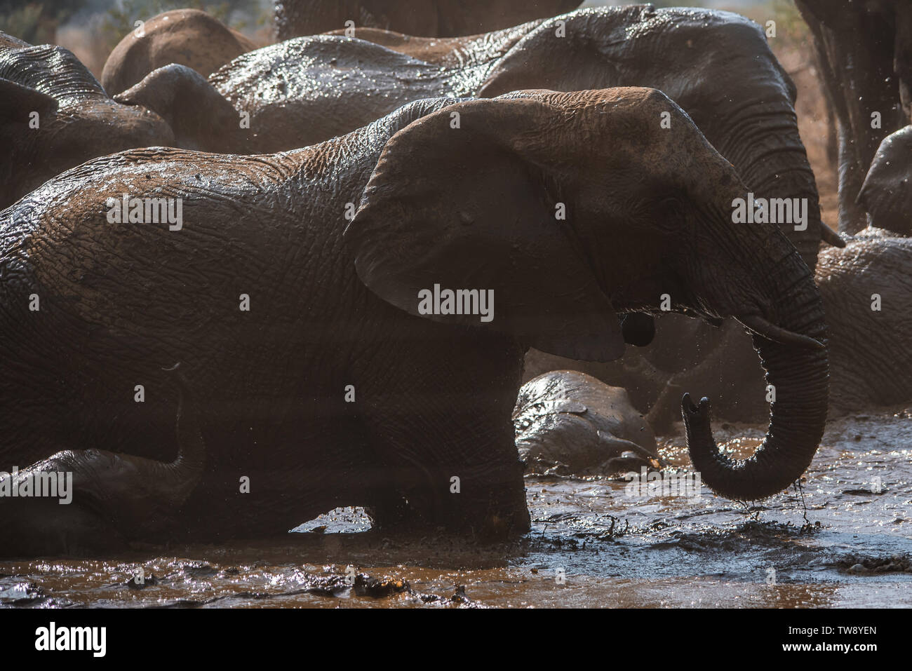 Pilansberg Wildlife Foto Stock