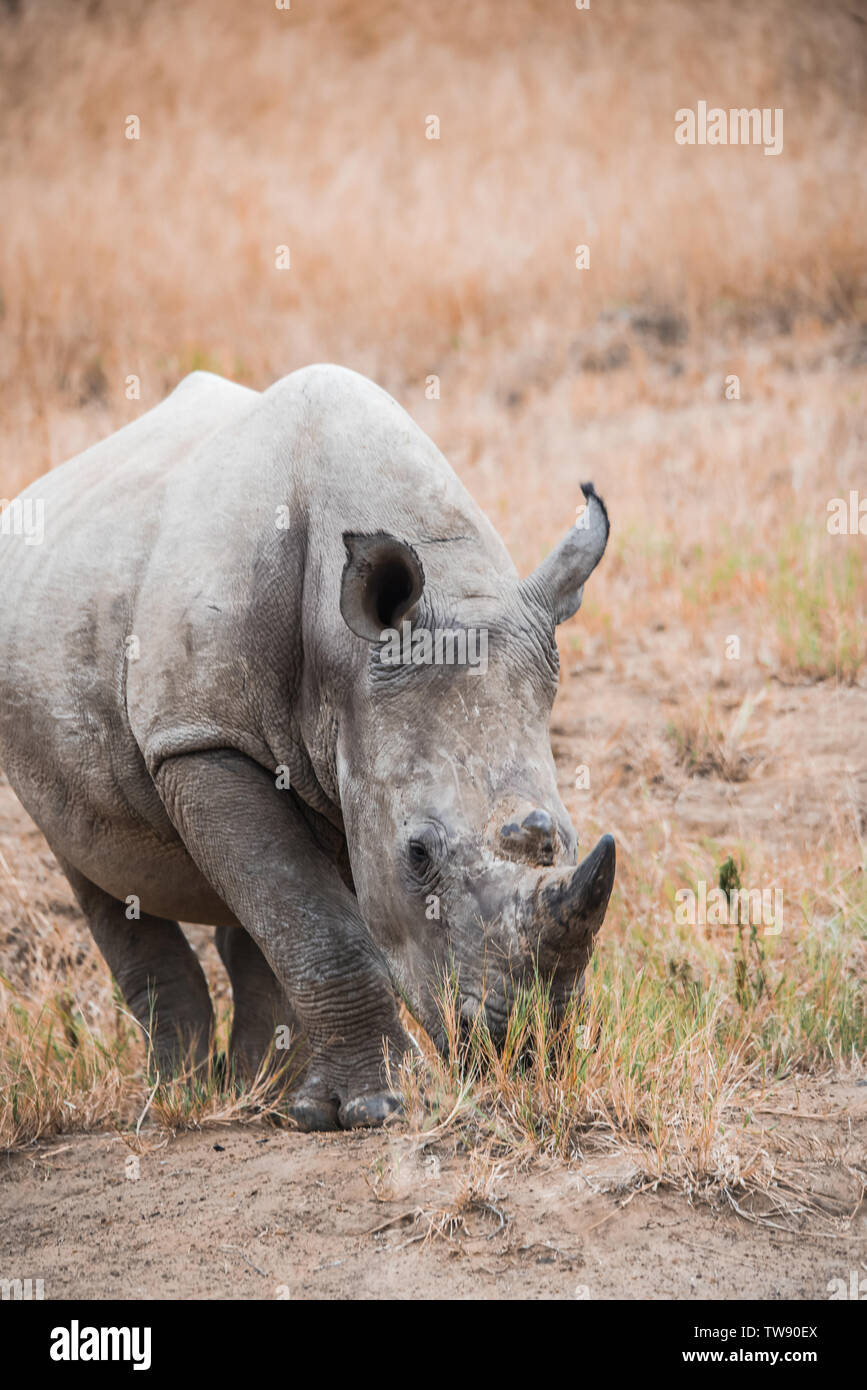 Rhino calf seguenti mom pur avendo un po' nibble ogni ora e poi... Foto Stock