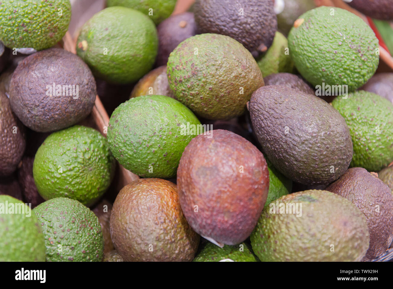 avocado Foto Stock