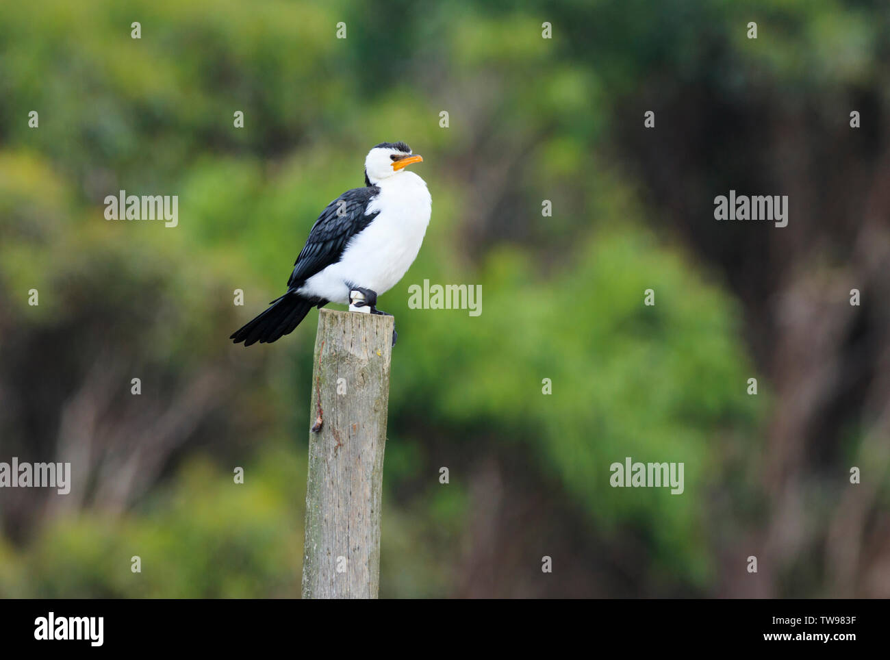 Poco Pied cormorano, Microcarbo melanoleucos, appollaiato su un palo in zone umide vicino a Apollo Bay, sulla Great Ocean Road Victoria in Australia. Foto Stock