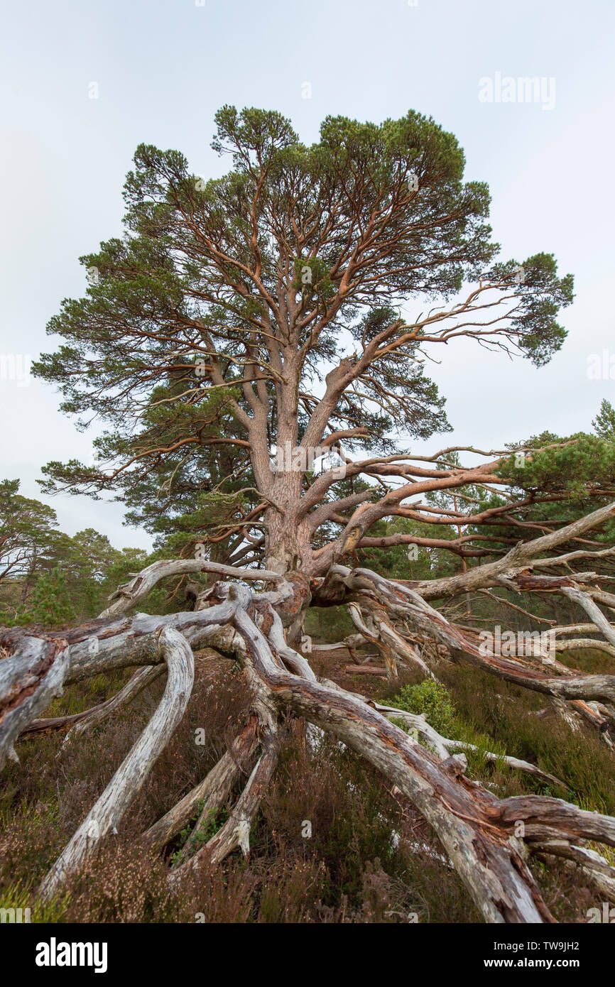 Il vecchio pino silvestre (Pinus sylvestris) shwing le sue radici Cairngorms National Park, Scozia, Gran Bretagna Foto Stock
