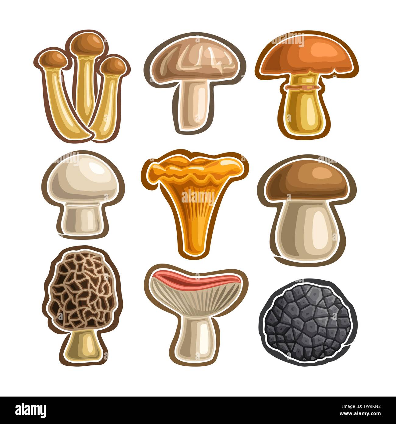 Set di vettore di funghi commestibili Illustrazione Vettoriale