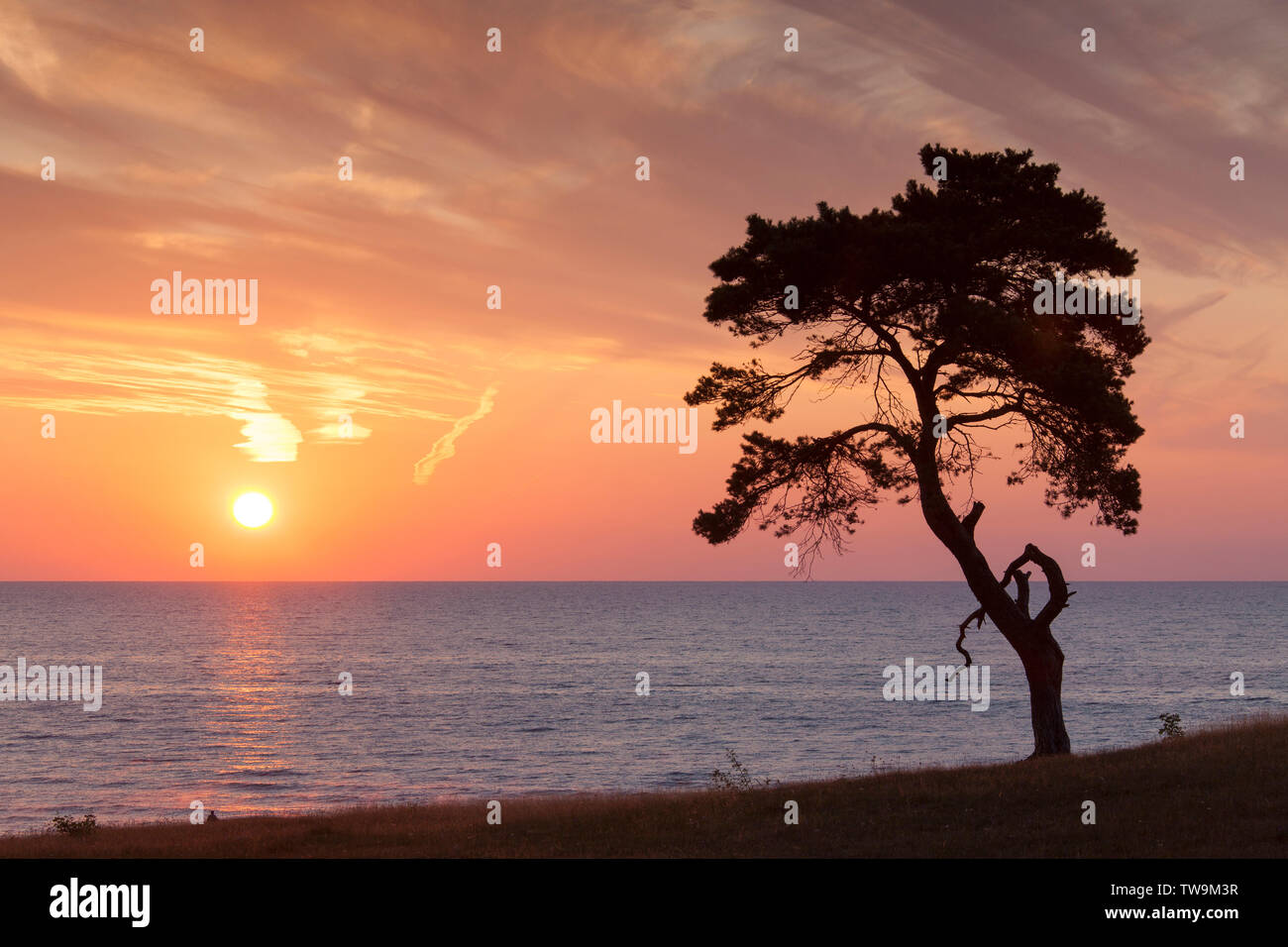 Di Pino silvestre (Pinus sylvestris) albero solitario all'alba, stagliano contro il cielo mattutino. Havaeng, Skane, Svezia Foto Stock