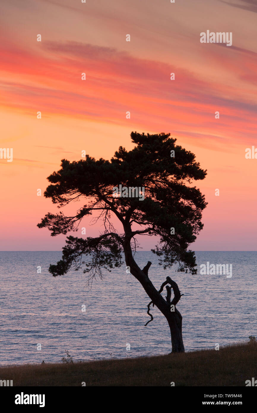 Di Pino silvestre (Pinus sylvestris) albero solitario all'alba, stagliano contro il cielo mattutino. Havaeng, Skane, Svezia Foto Stock