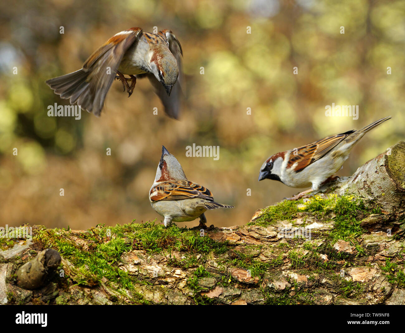 Casa Passero (Passer domesticus). Controversia tra due passeri. Foto Stock