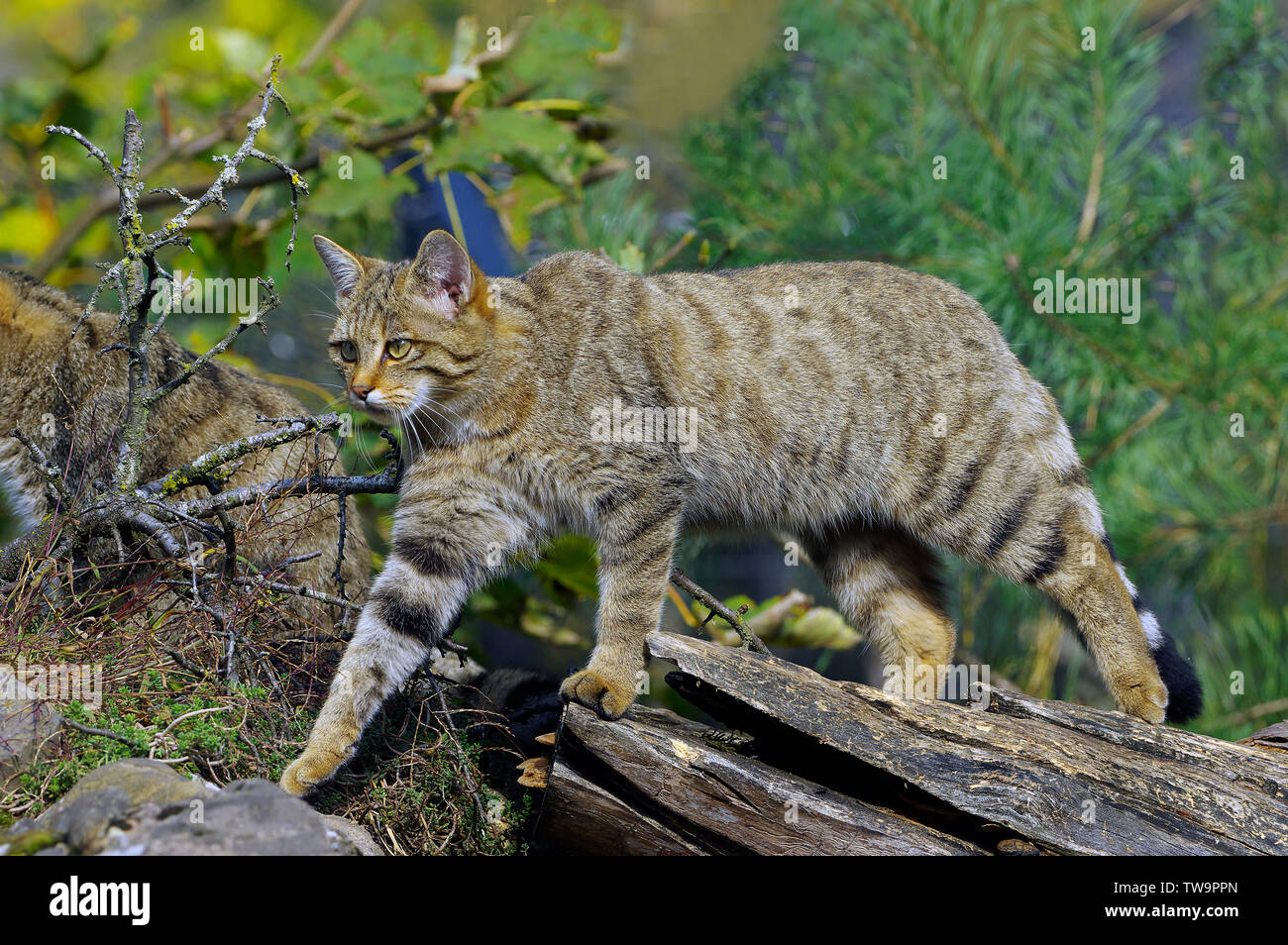 Unione gatto selvatico (Felis silvestris). Il novellame di camminare su un log. Svizzera Foto Stock