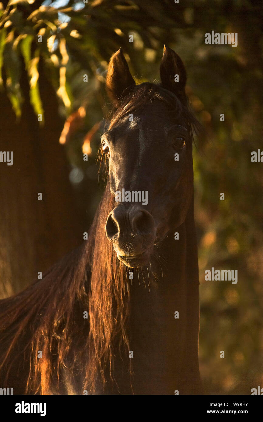 Razza Arabian Horse. Ritratto di stallone nero. Egitto Foto Stock