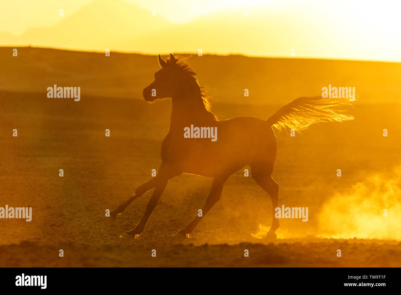 Razza Arabian Horse. Bay stallone al galoppo nel deserto, stagliano contro il cielo di sera. Egitto Foto Stock