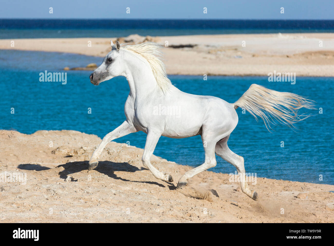 Arabian Horse. Grigio stallone trotto sulla costa. Egitto Foto Stock