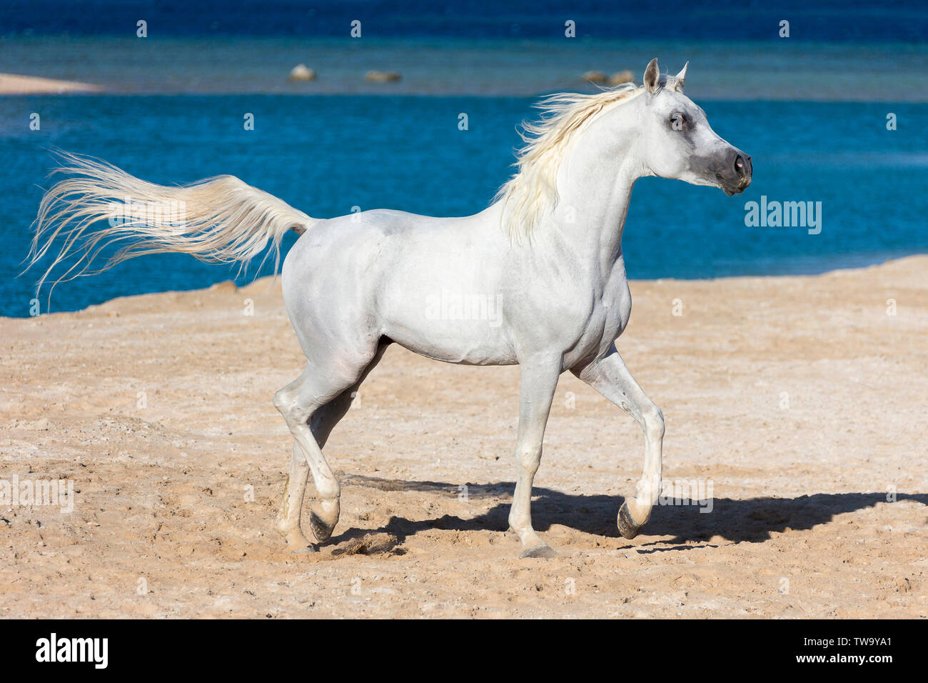 Arabian Horse. Grigio stallone trotto sulla costa. Egitto Foto Stock