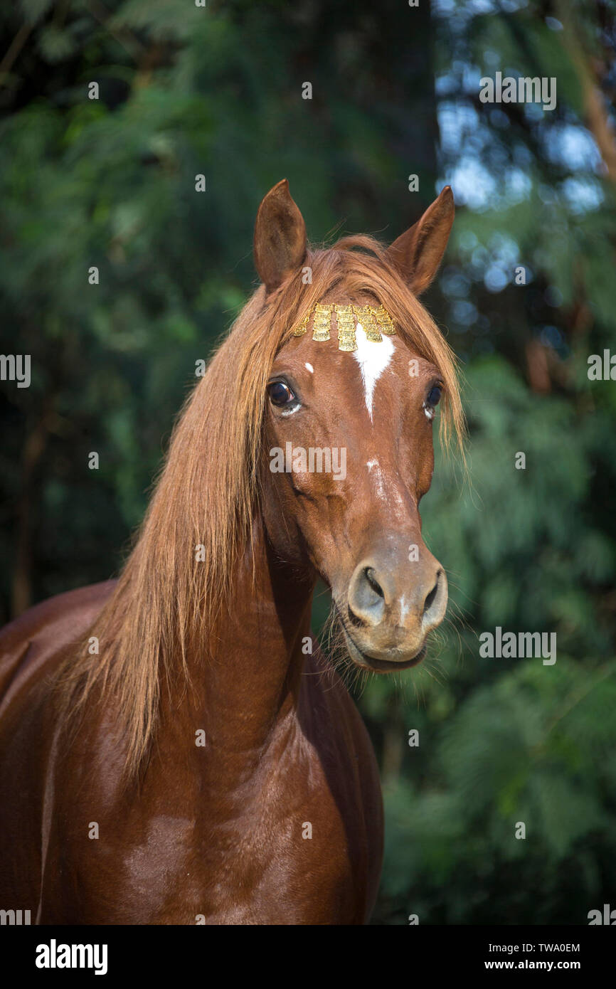 Barb cavallo. Ritratto di chestnut mare, indossando stile egiziano halter. Egitto Foto Stock