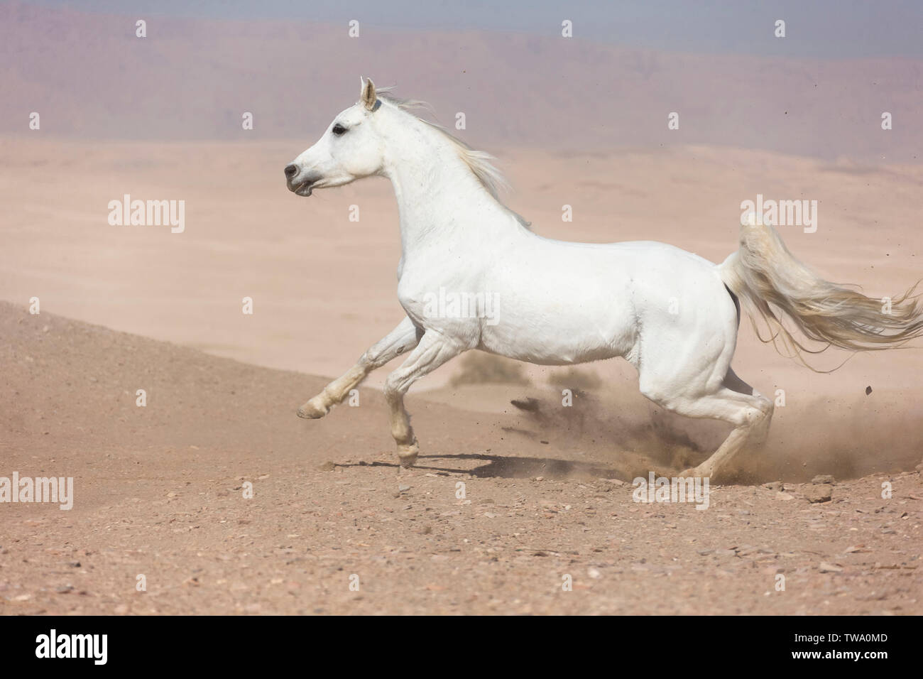 Barb cavallo. Grigio mare al galoppo nel deserto. Egitto Foto Stock