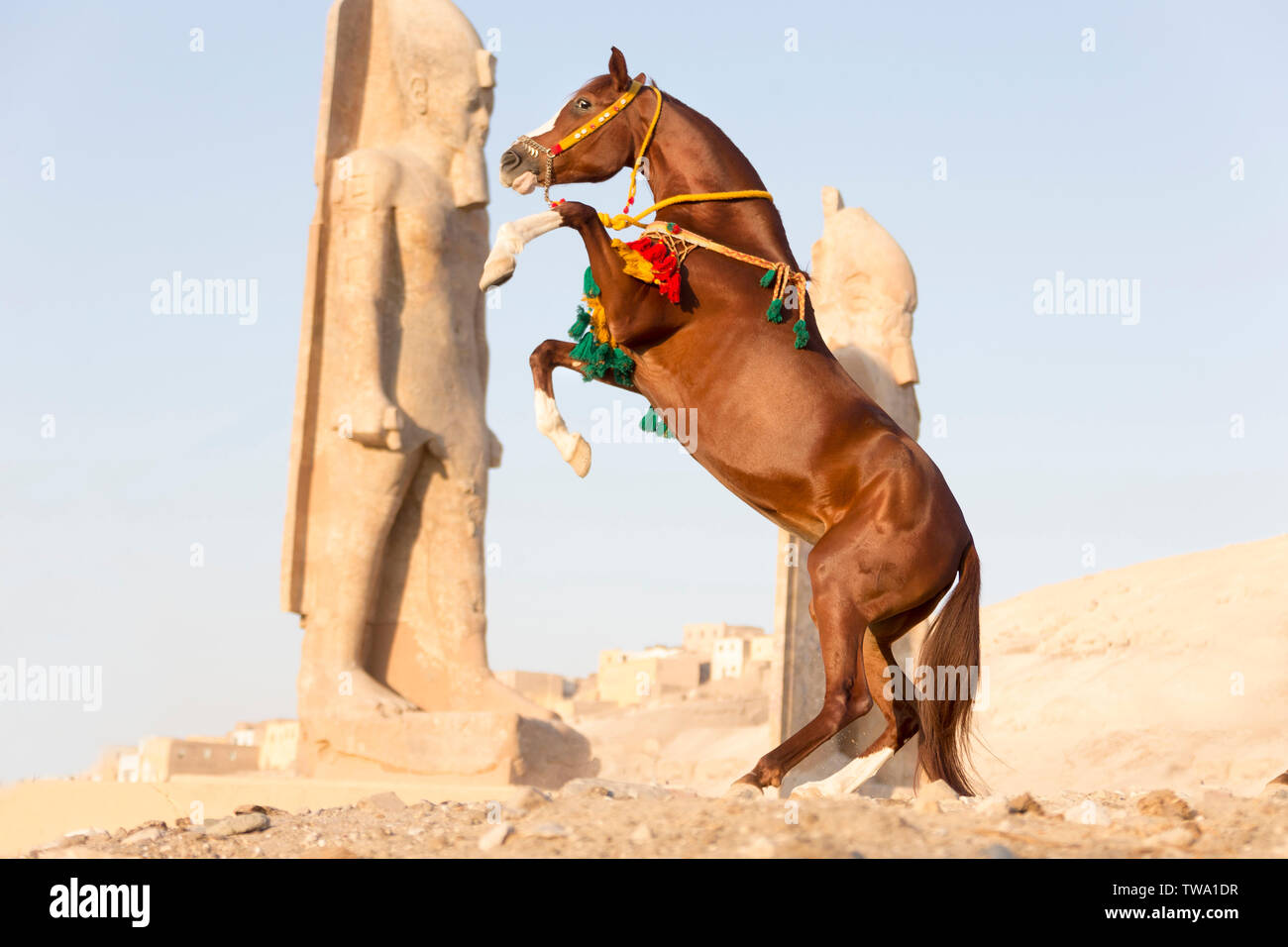 Arabian Horse. Chestnut mare allevamento nel deserto, indossando stile egiziano halter breastcollar e. Egitto Foto Stock