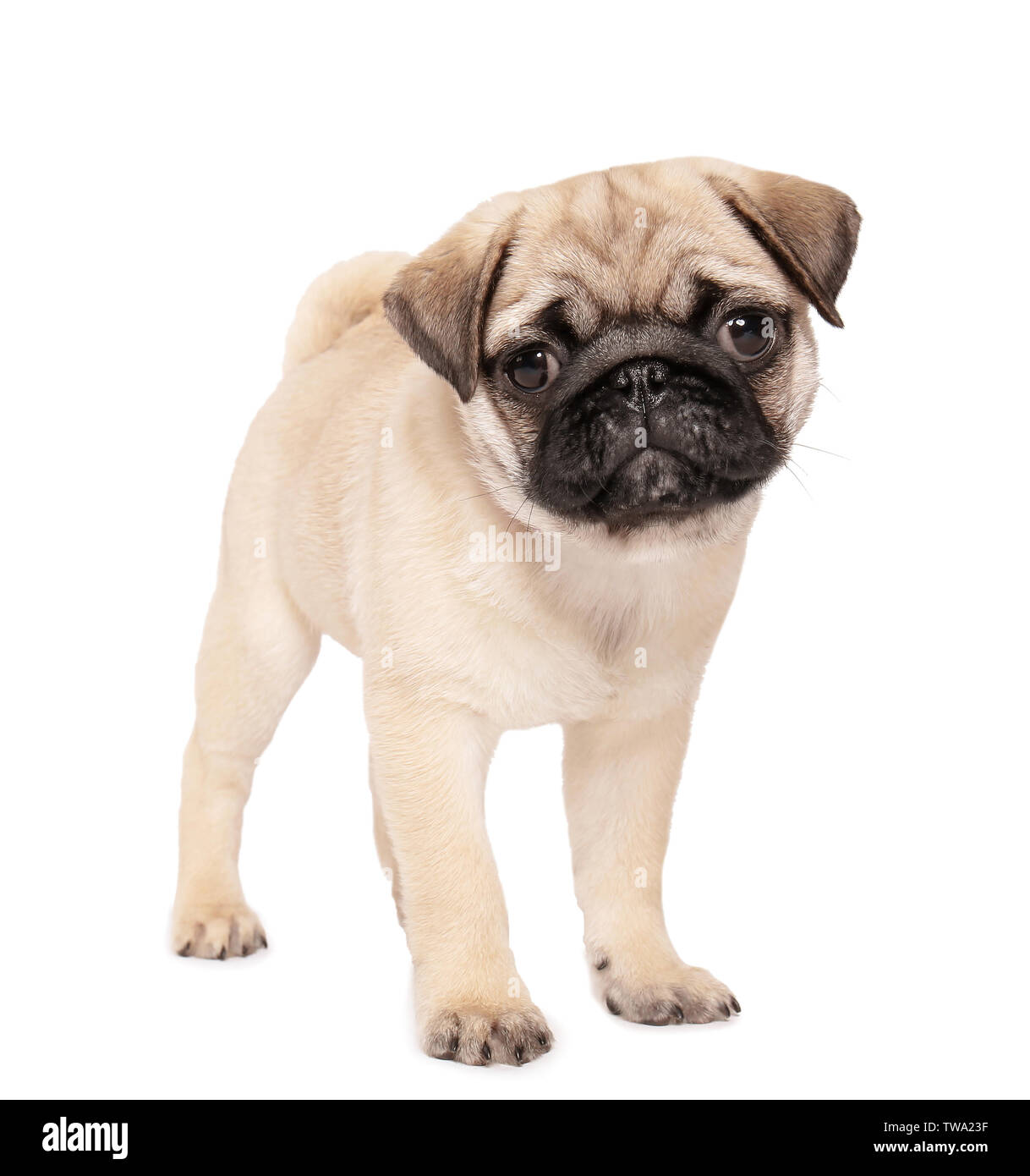 Cartone Animato Carino Cane Pug Libro Da Colorare Vettore | Vettore Premium - Foto 5