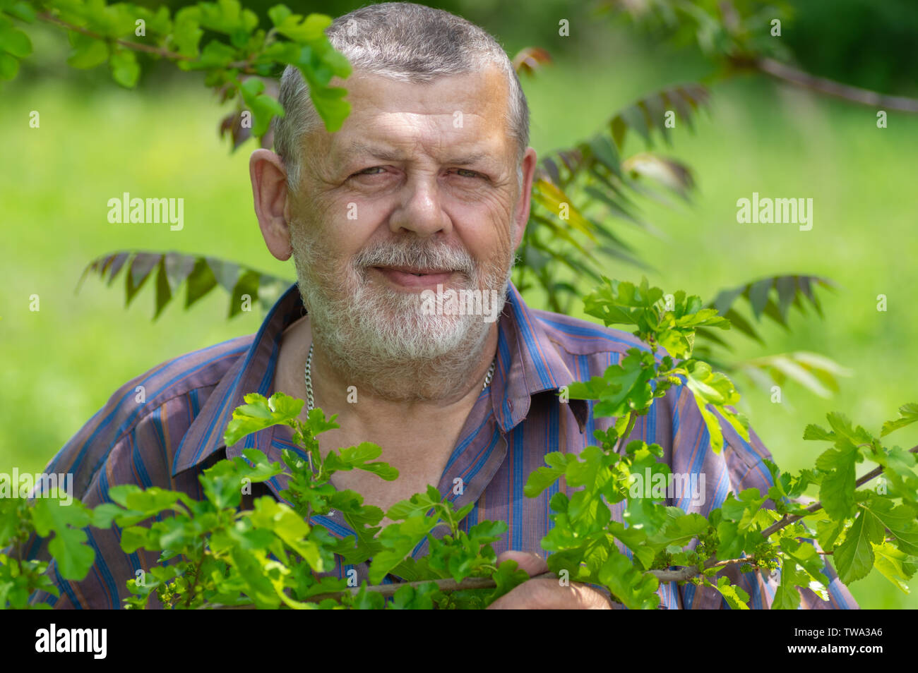 Ritratto di barbuto senior caucasica uomo in piedi sotto il gelso ombra e guardare avanti Foto Stock