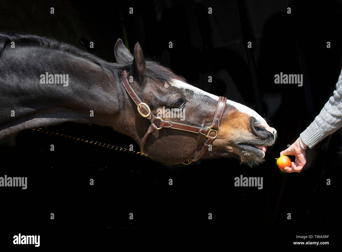 Warmblood svizzero. Bay castrazione stretching per un bocconcino, visto contro uno sfondo nero. Germania Foto Stock