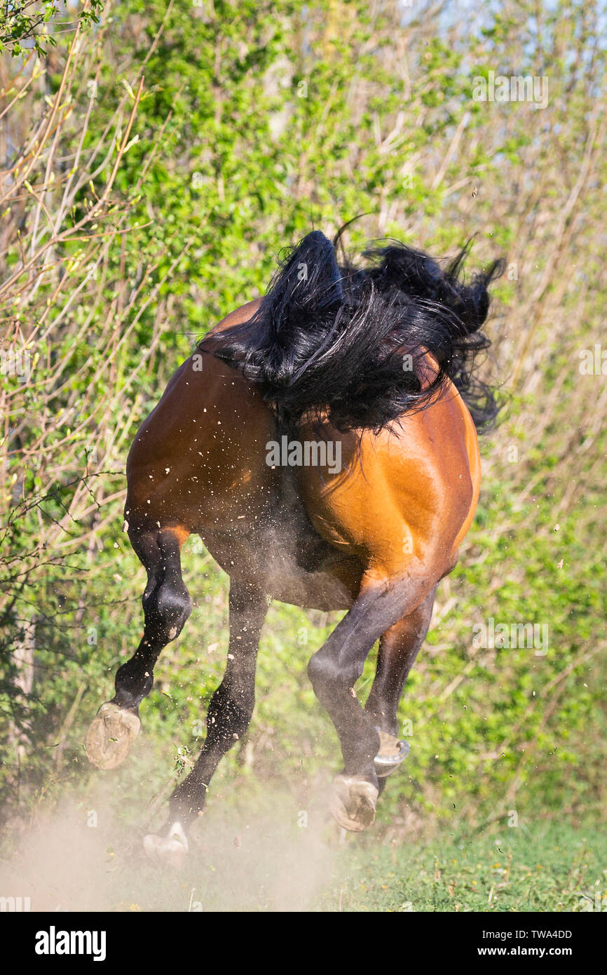 Arabian Horse. Bay stallion imbullonatura su un pascolo visto dalla parte posteriore. Germania Foto Stock