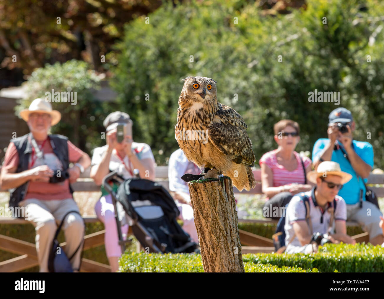 Milandes, Francia - 4 Settembre 2018: turisti stanno a guardare lo spettacolo degli uccelli rapaci allo Chateau des Milandes, un castello in Dordogne, Aquitaine, F Foto Stock