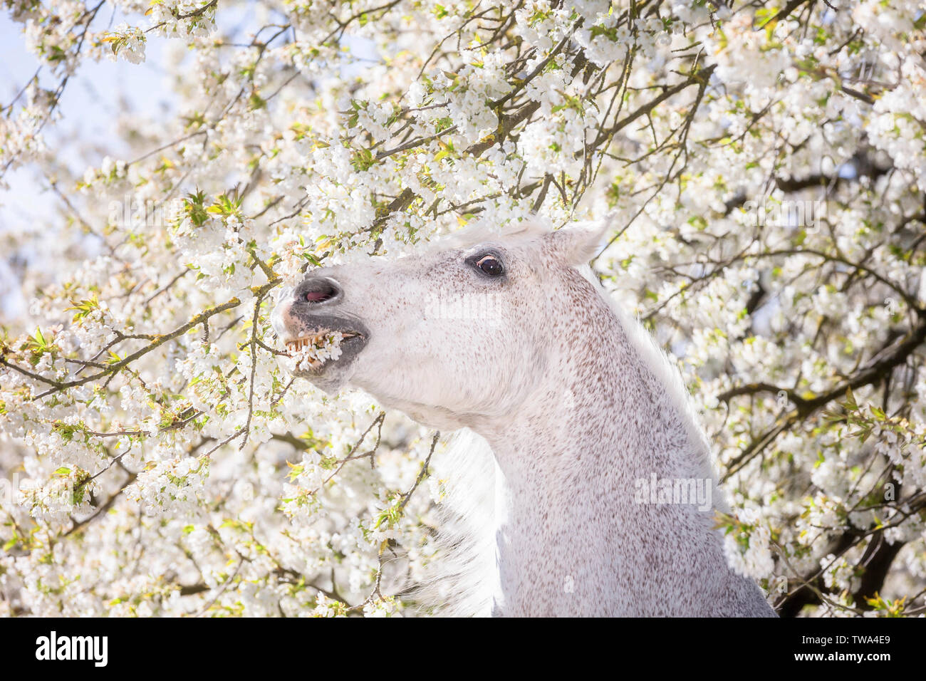 Puro Cavallo Spagnolo andaluso. Stallone grigio di roditura su un albero di fioritura. Germania Foto Stock