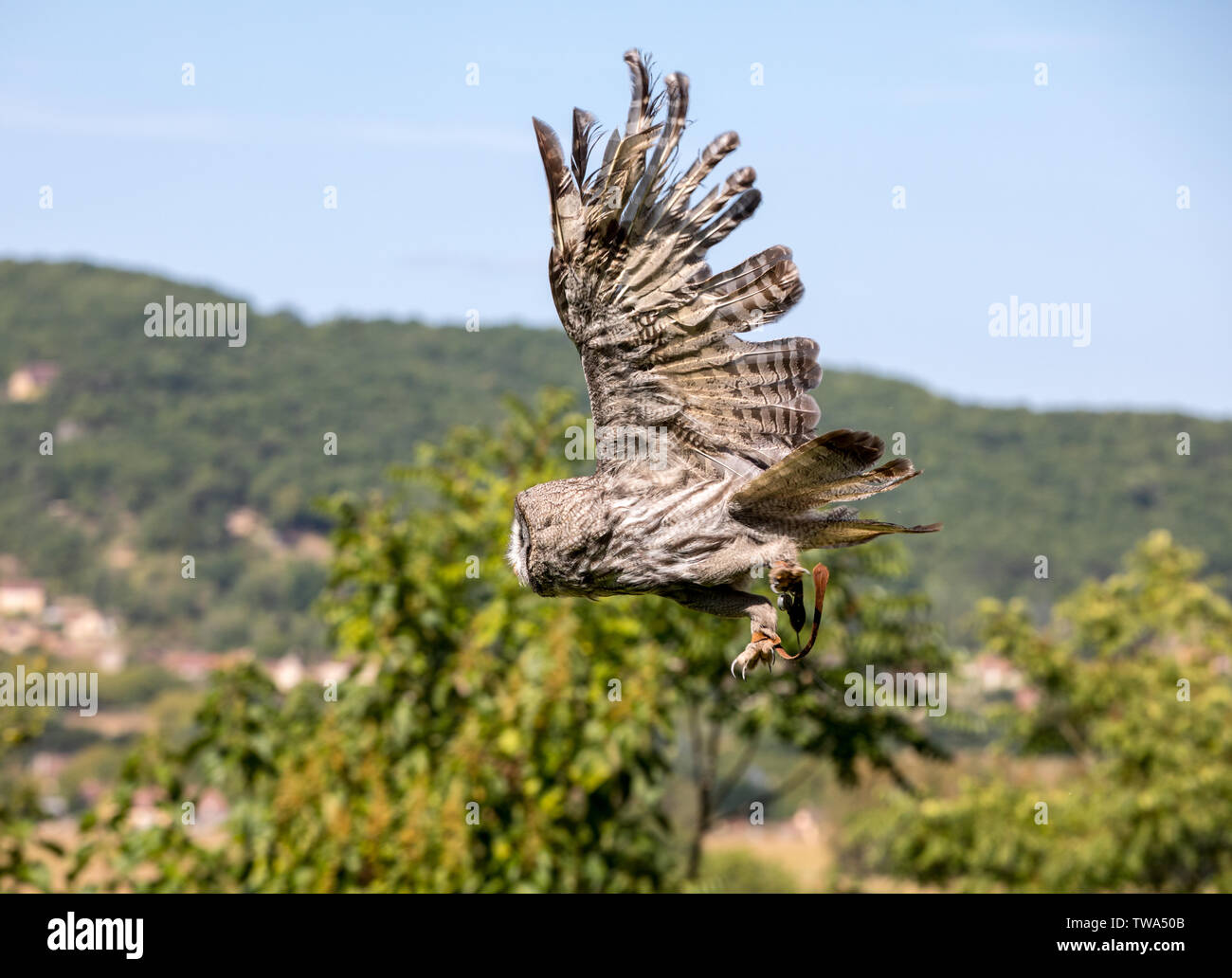 Milandes, Francia - 4 Settembre 2018: turisti stanno a guardare lo spettacolo degli uccelli rapaci allo Chateau des Milandes, un castello in Dordogne, Aquitaine, F Foto Stock