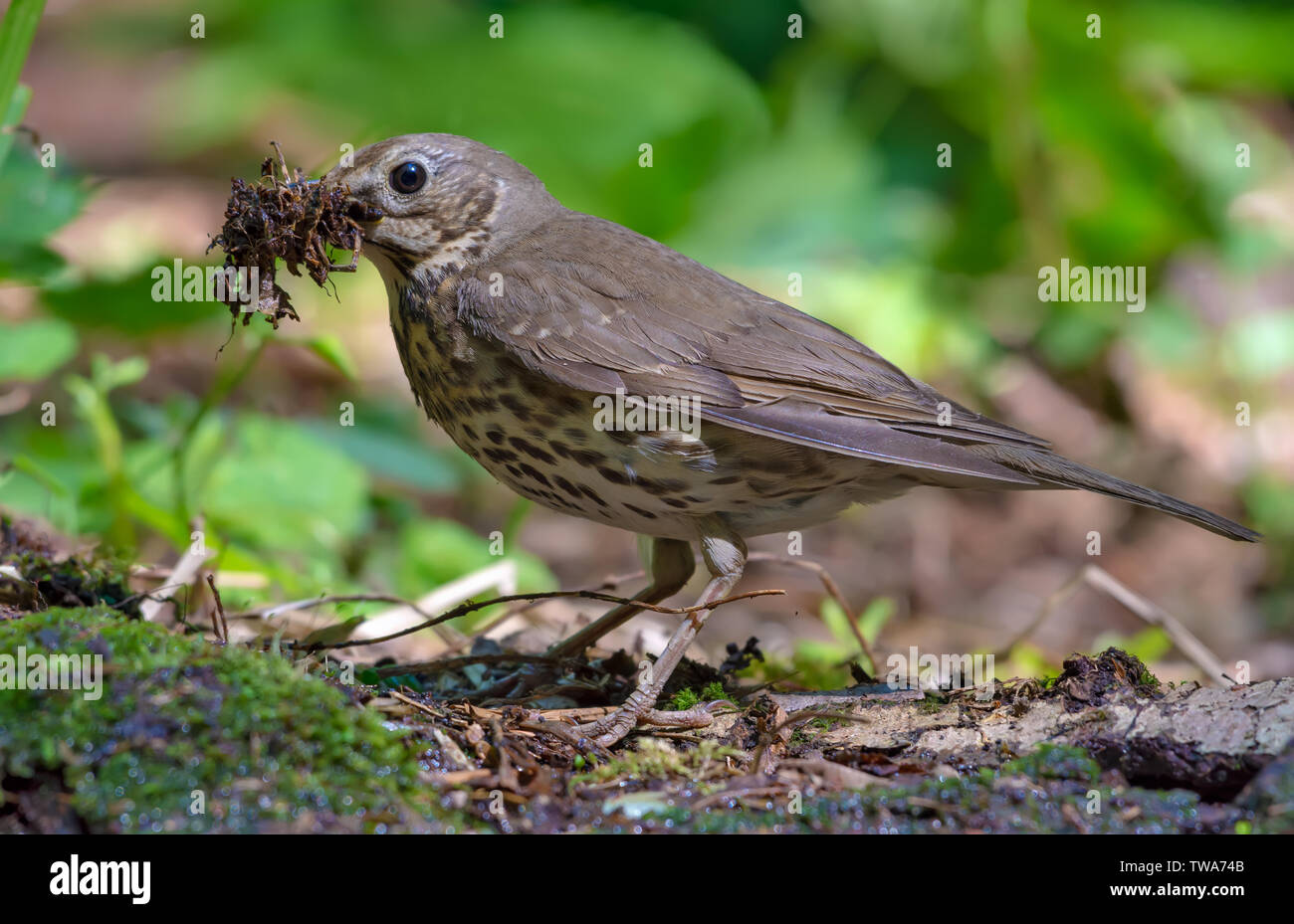 Tordo bottaccio sorge sul terreno forestale con materiale di nido nel becco Foto Stock
