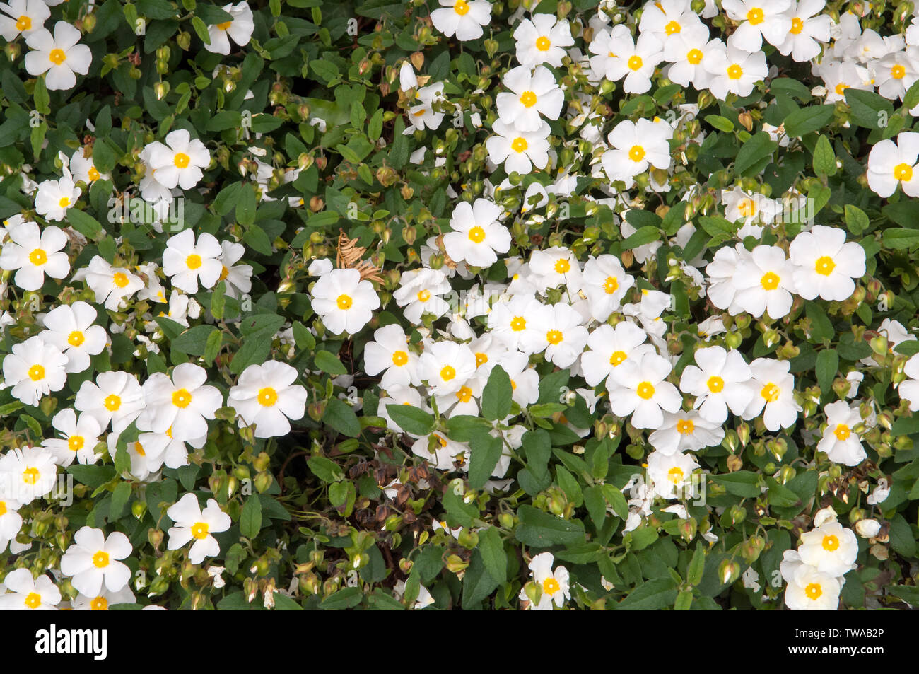 Il Cistus hybridus (cistus corbariensis), conosciuto anche come Little Miss Sunshine, ha fiori bianchi con centri gialli. Foto Stock