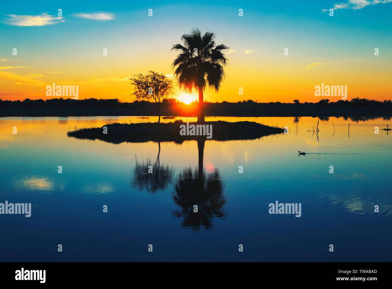Palm tree silhouette con la riflessione in un lago al tramonto, Namibia, Africa Foto Stock