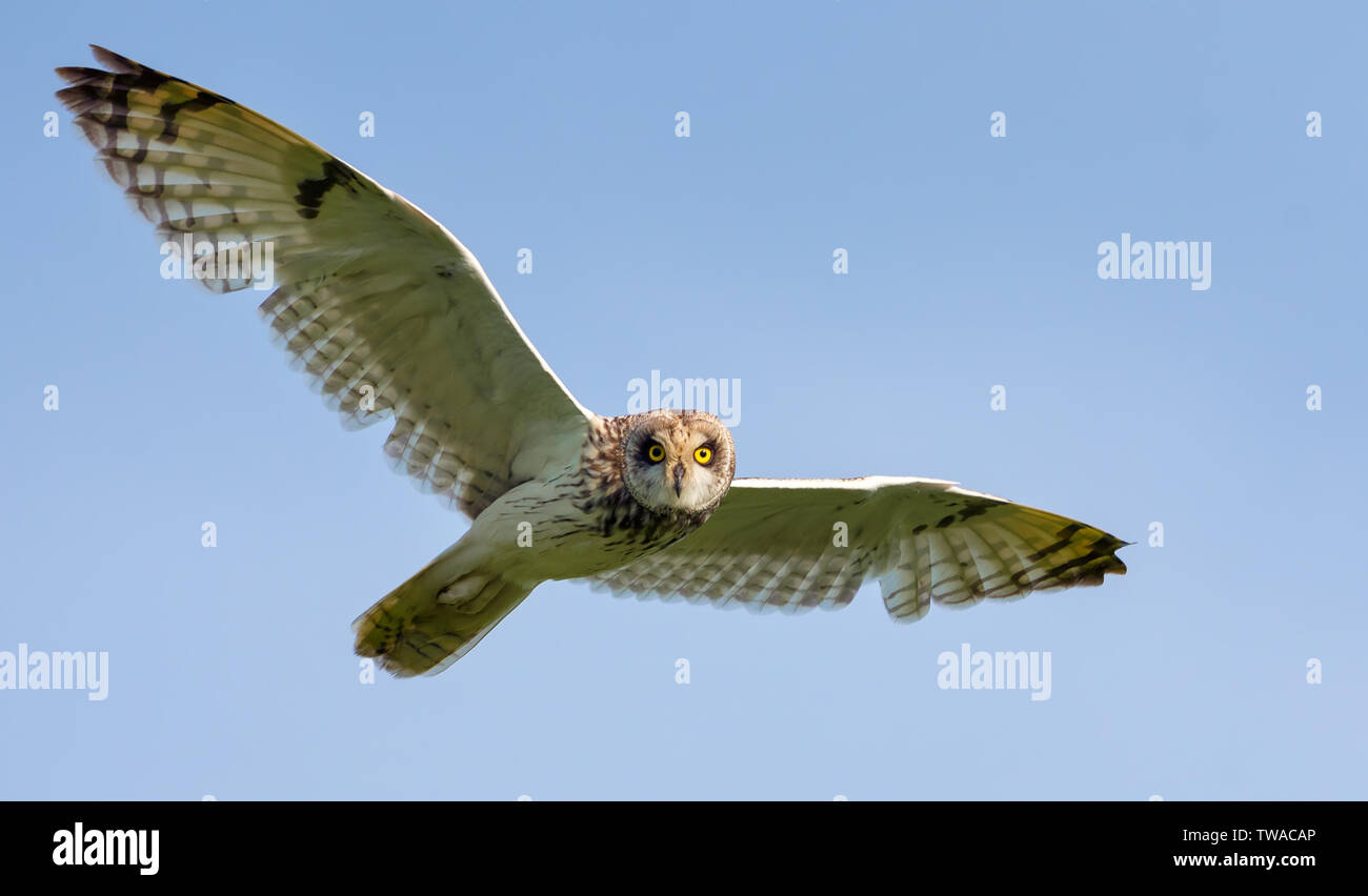 Corto-eared owl in volo con ali spalmabili Foto Stock