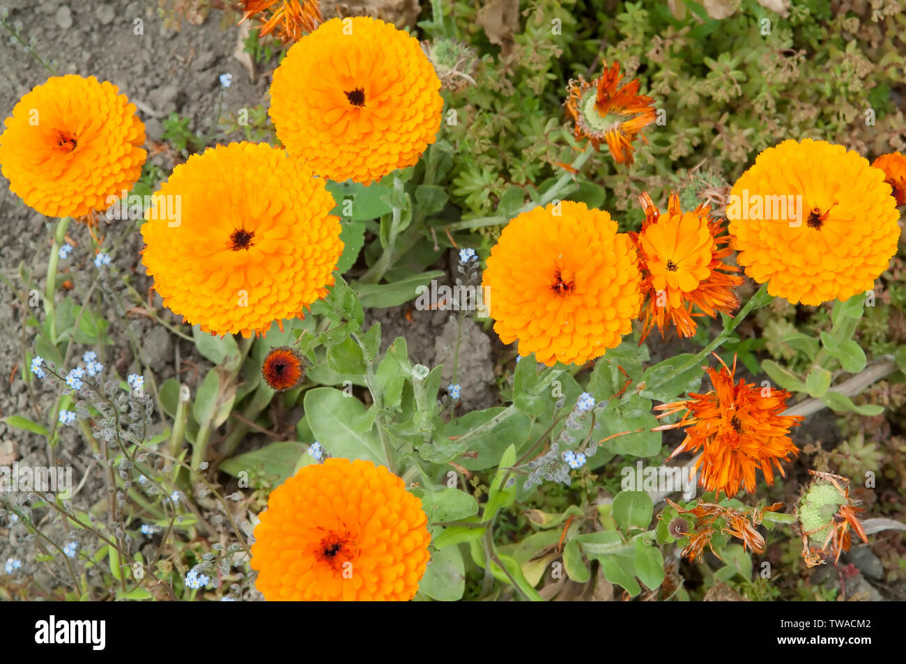 Le calendule in fiore. Le calendule può essere utilizzato in companion piantagione Foto Stock