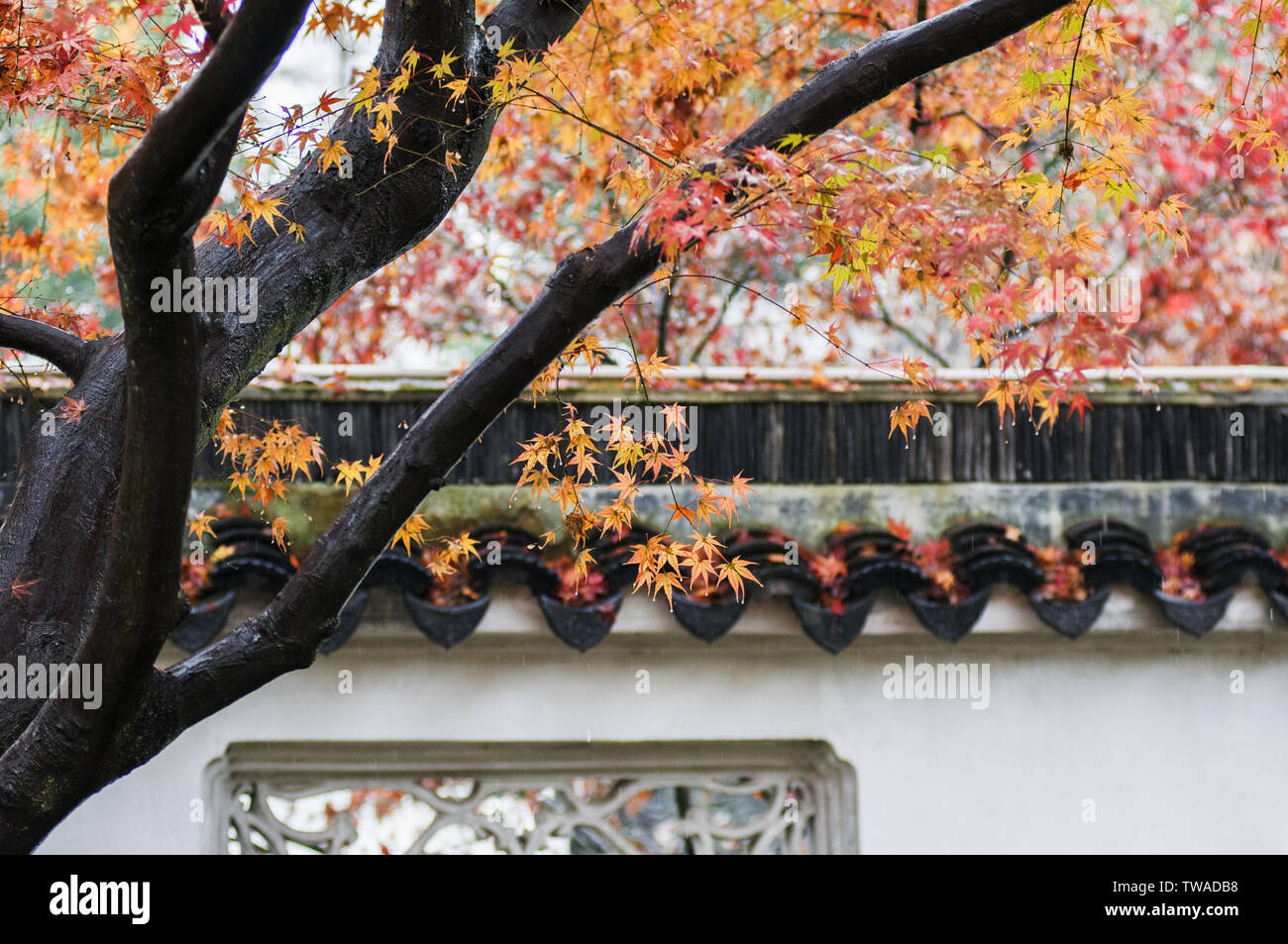 Un gruppo di foglie di acero prese al tempio Hanshan e politica raffazzonata giardino di Suzhou Foto Stock