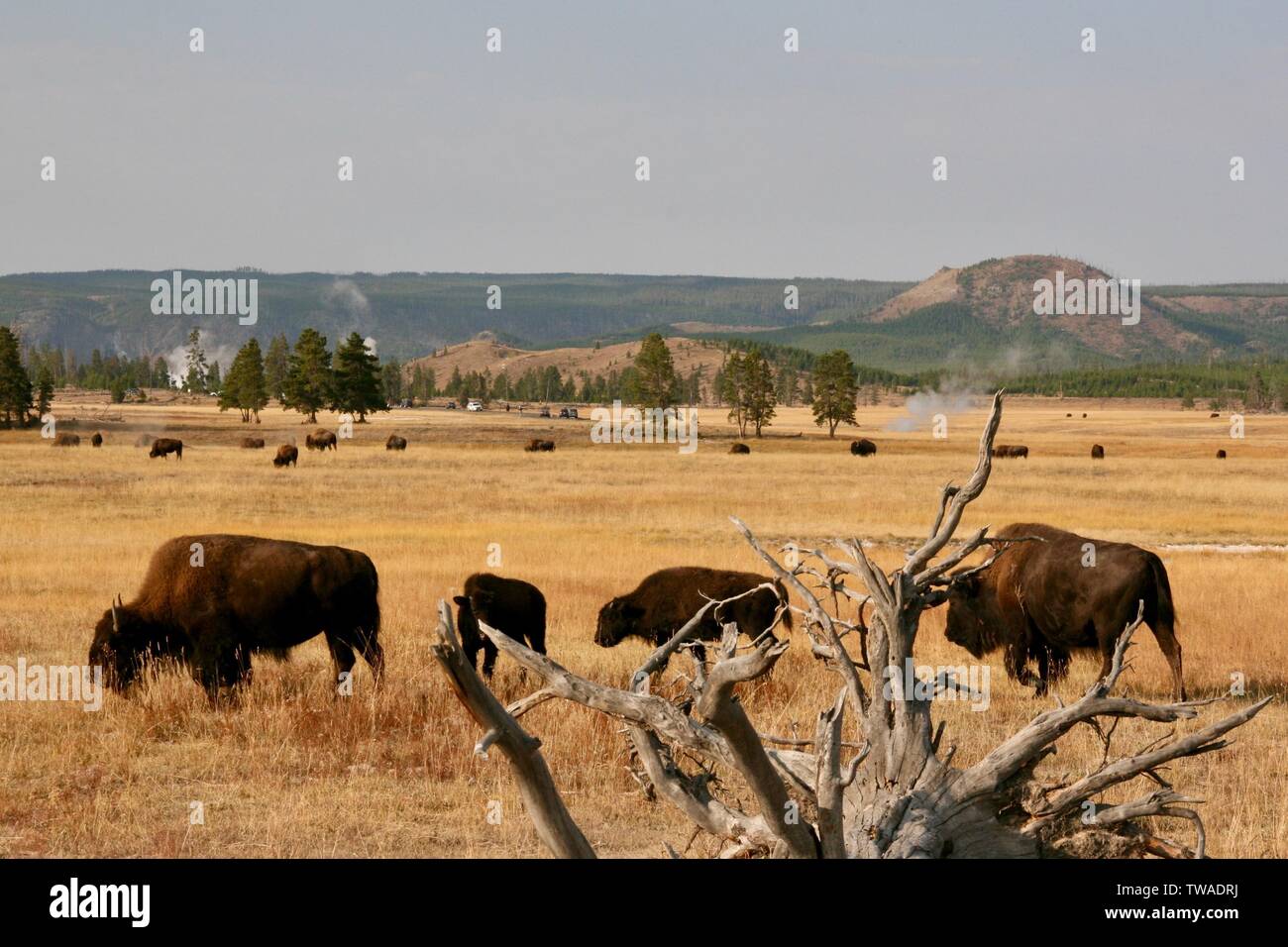 Gruppo di bison patrol nel loro quartiere Foto Stock