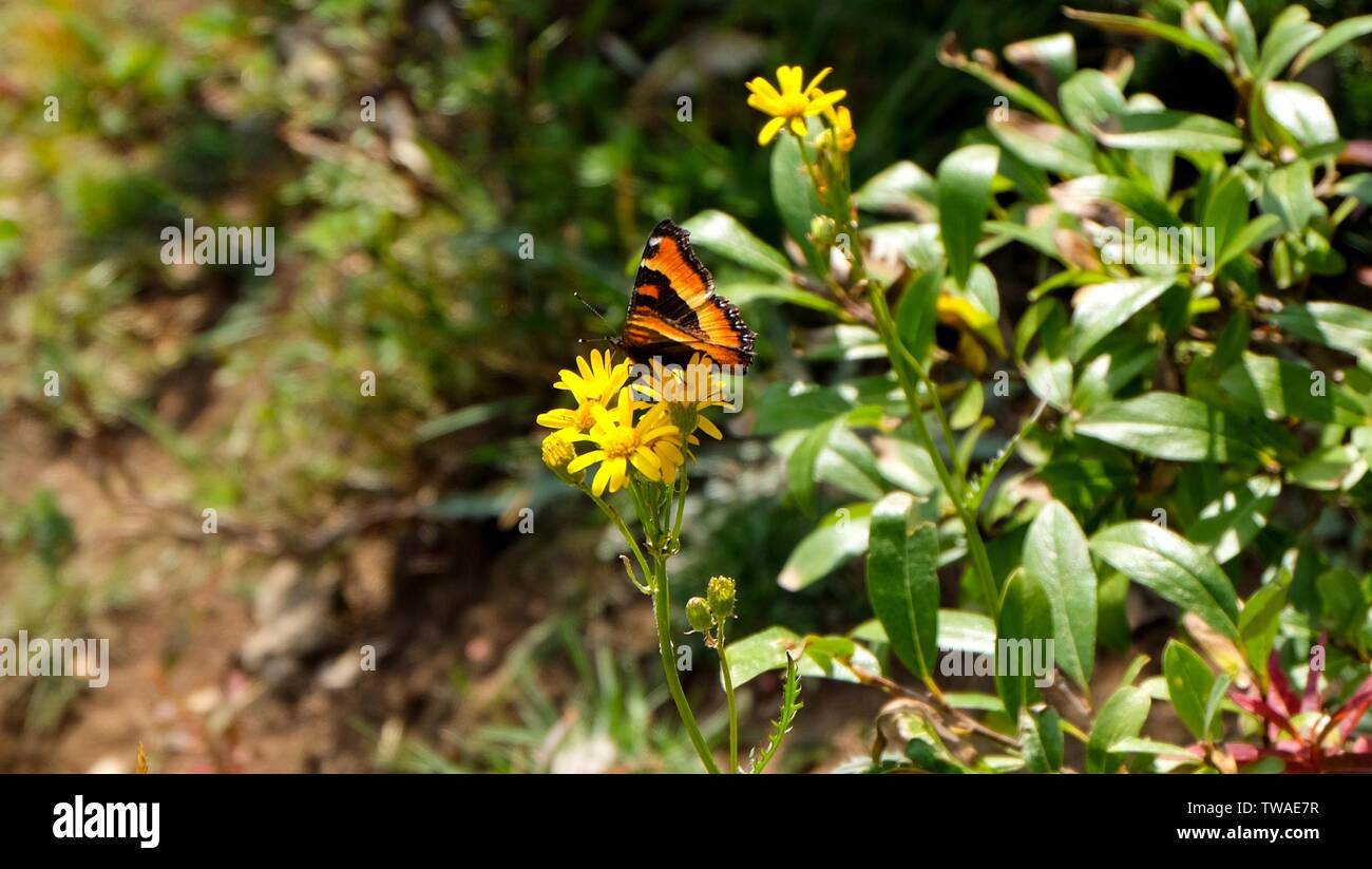 Farfalla in appoggio su un fiore giallo Foto Stock