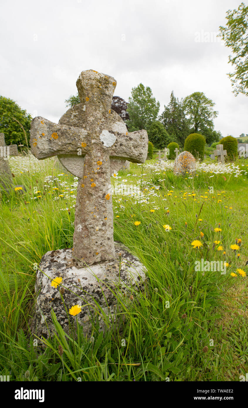 Vecchie lapidi in mezzo a fiori selvatici nel cimitero di Santa Maria la Chiesa nel villaggio di Thorncombe, Dorset England Regno Unito GB Foto Stock